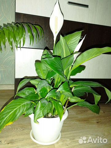 Спатифиллум