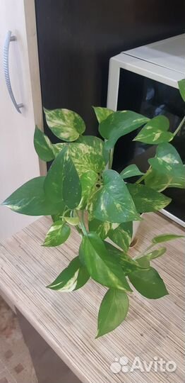 Сциндапсусы марбл квин, золотистый,н-джой