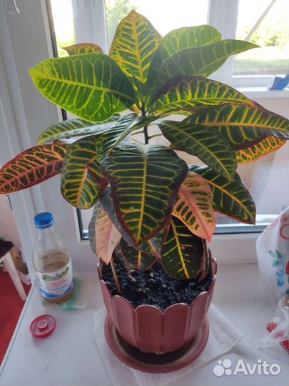 Кодиеум Петра