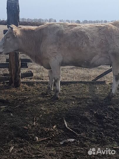 Корова,телята