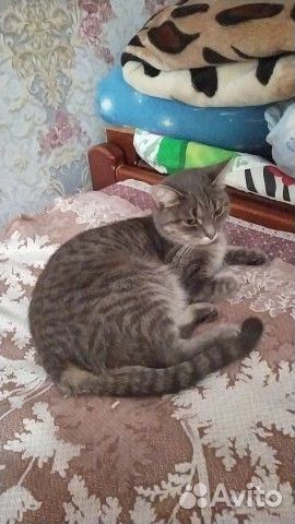 Кошка в добрые руки