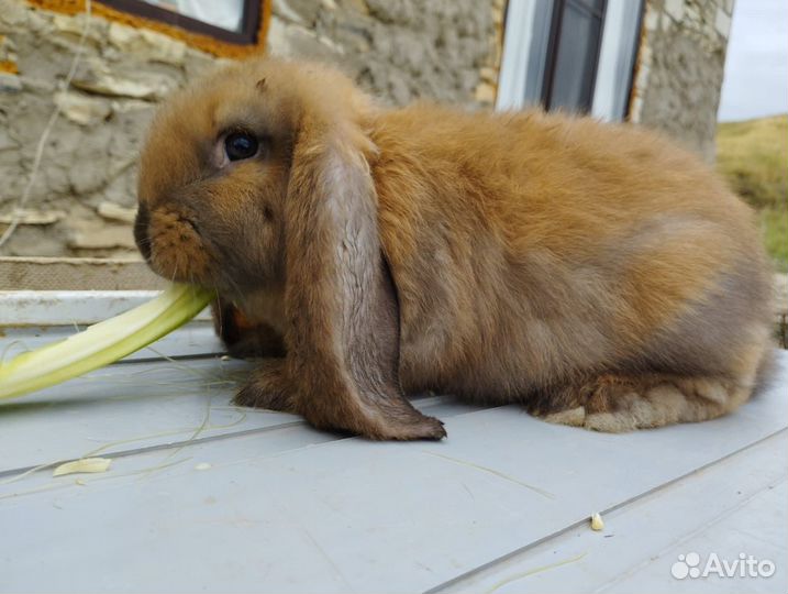 Францкский баран