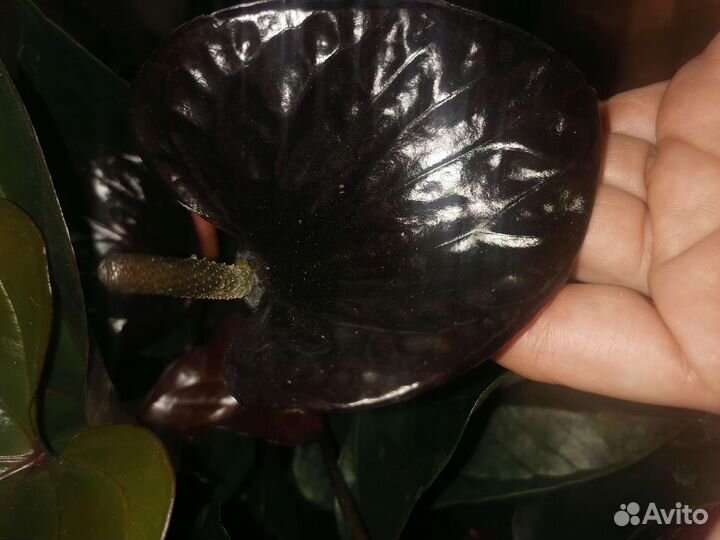 Антуриумы разные, белые,шоколадные есть цветущие