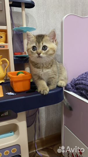 Котята золотая шиншилла