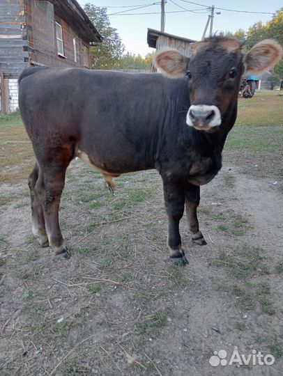 Телята бычки