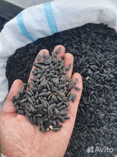 Семечки подсолнуха спк (птичка)