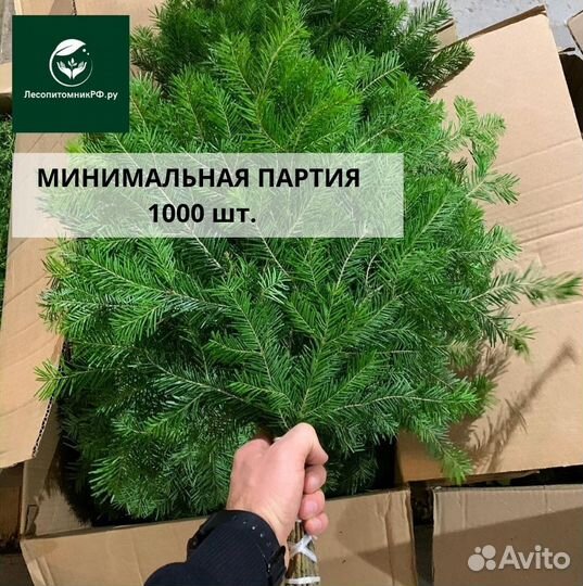 Оптом веники из пихты