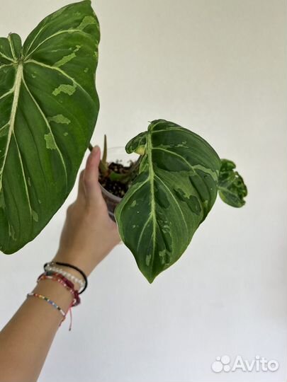 Филодендрон Глориозум Вариегатный