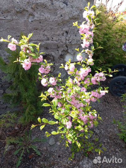 Сакура, миндаль, вишня железистая