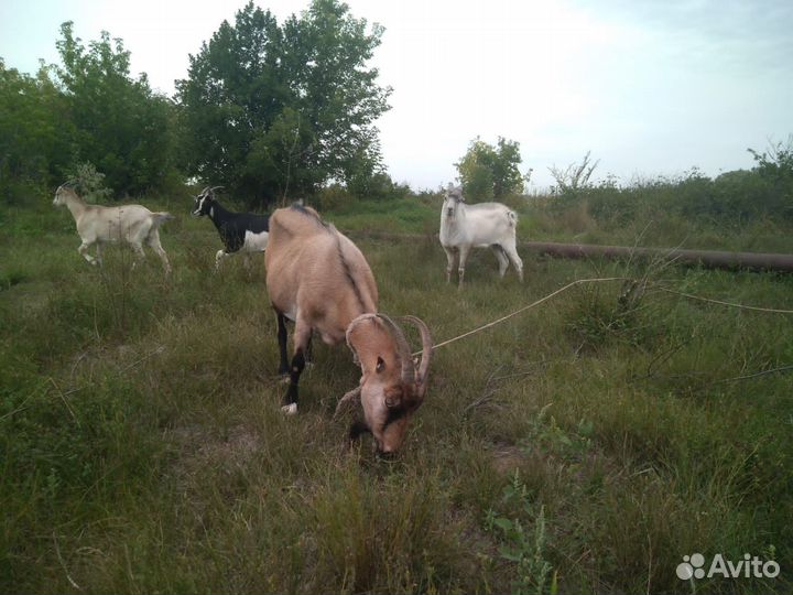 Коза дойная