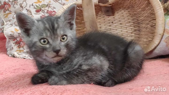 Дымчатый котёнок (мальчик) Триша