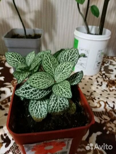 Фитония микс