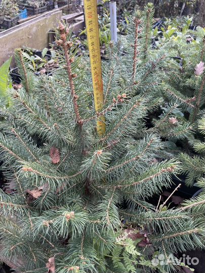Ель сизая колючая