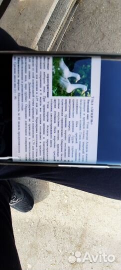 Утята подрощенные