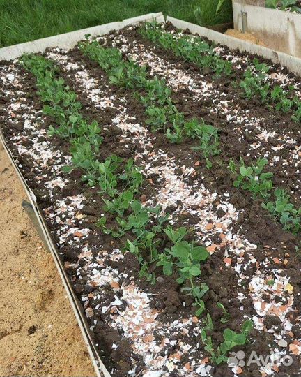 Яичная скорлупа