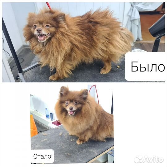 Груминг собак