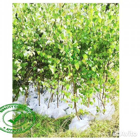 Саженцы Ели Сосны Берёзы