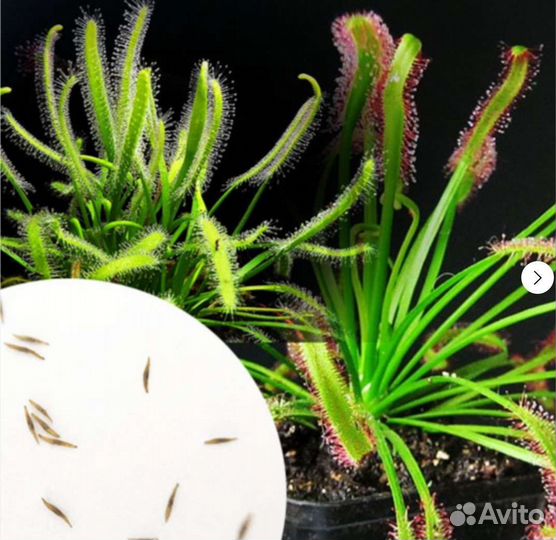 Семена Росянок 15-20 шт, Насекомоядное растение