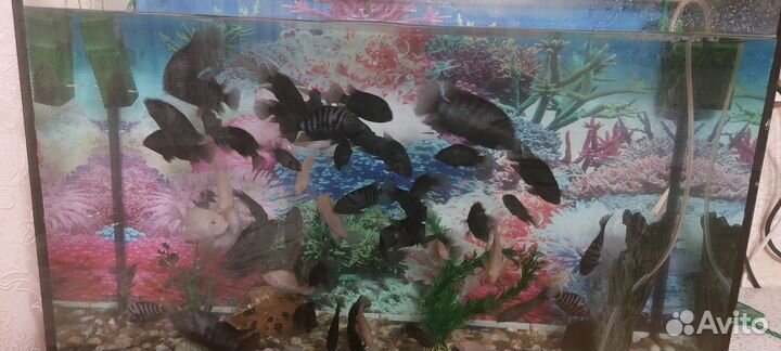 Аквариум с рыбками