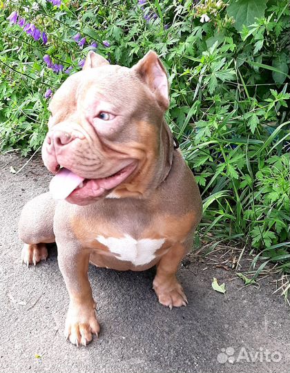 Девочка булочка