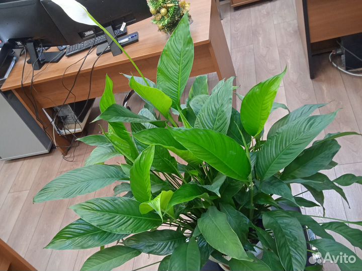 Спатифиллум