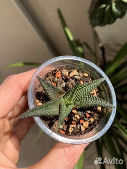 Суккуленты