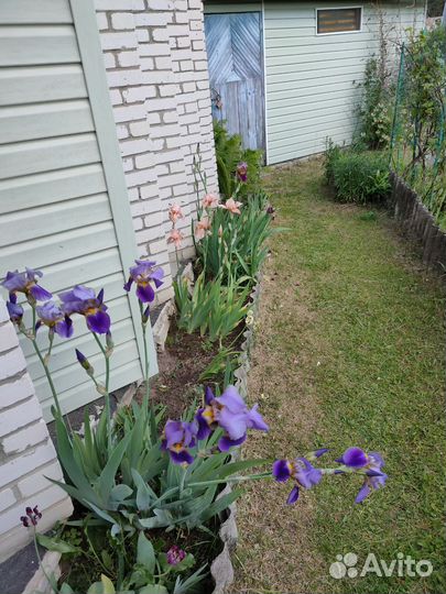 Ирисы бородатые