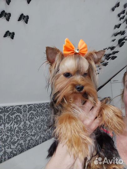 Мини крошка