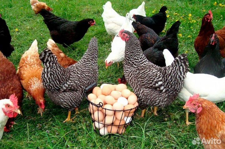Куры несушки
