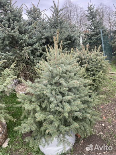 Ель Голубая Глаука