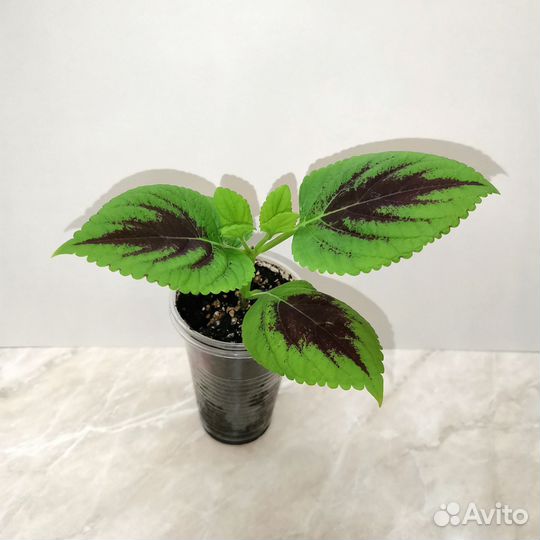 Колеусы вегетативные