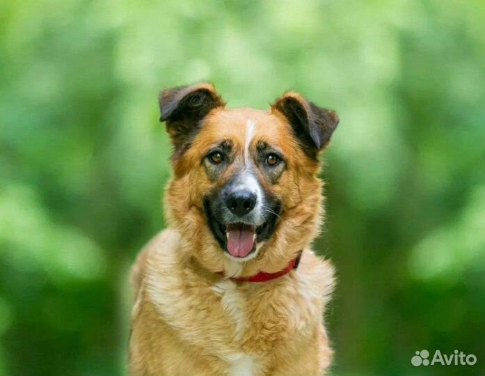 Идеальная собака Герда ищет дом