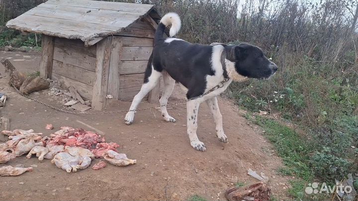 Собака для вязки