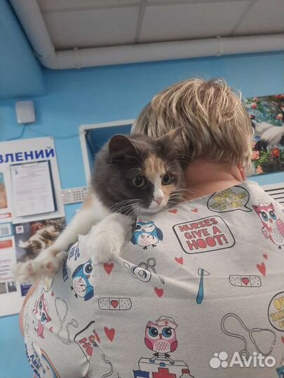 Шикарная приученная Ася 7мес