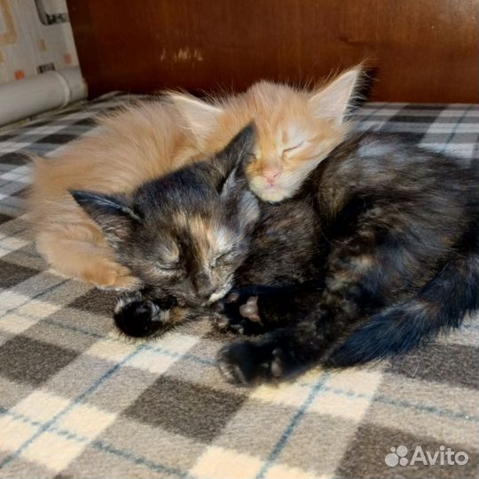Котята бобтейл