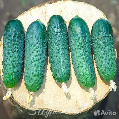 Семена огурца Пэшн F1 250 шт