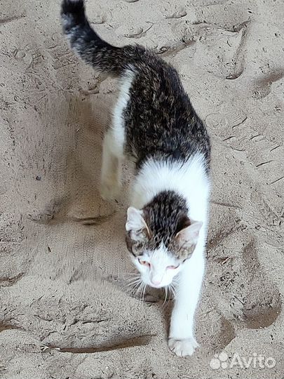 Котик подросток