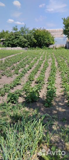 Продам картофель домашний