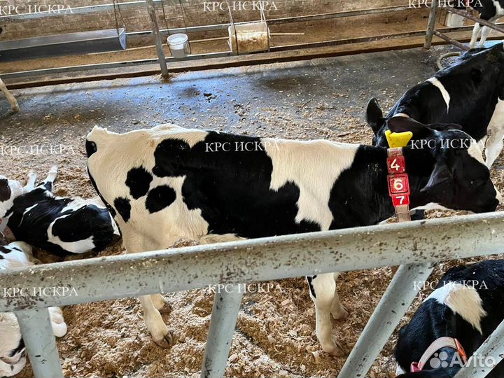 Бычки и телки