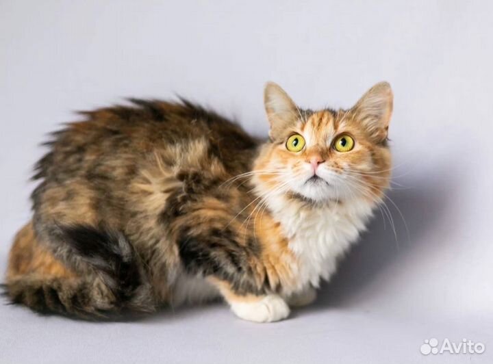 Молодая кошечка Марта