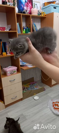 Котята отдам в добрые руки бесплатно