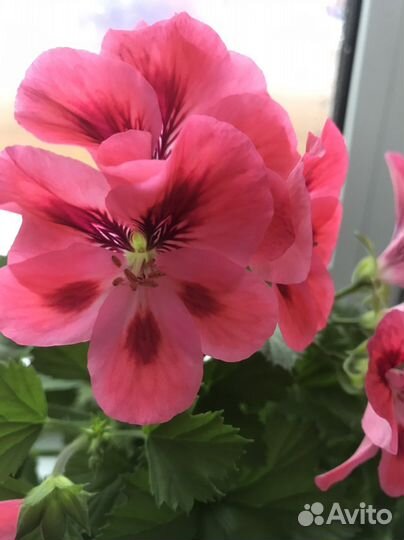 Пеларгонии, фикусы