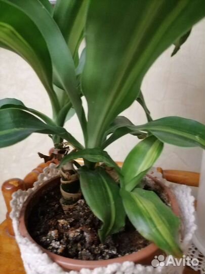 Драцена и др