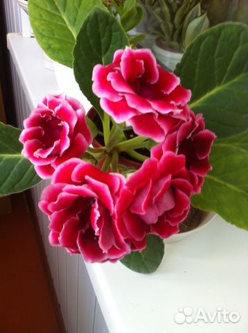 Глоксиния махровая