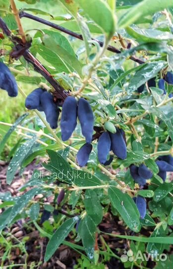 Саженцы жимолости съедобной