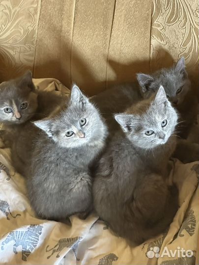 Британские котята