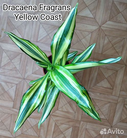 Драцена Фрагранс Еллоу Кост /Dracaena Yellow Coast