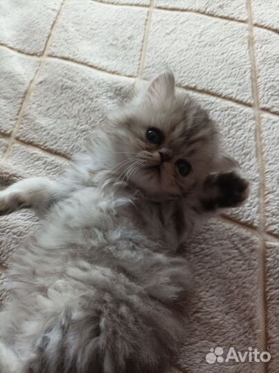 Персидские котята