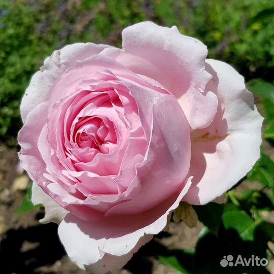 Роза Велленшпиль