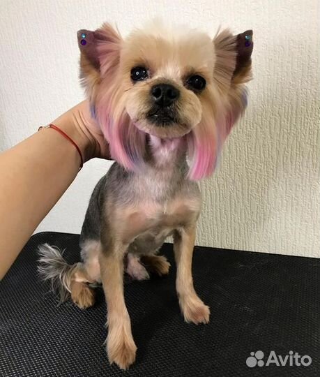 Груминг/Стрижка собак/Тримминг/уз чистка зубов